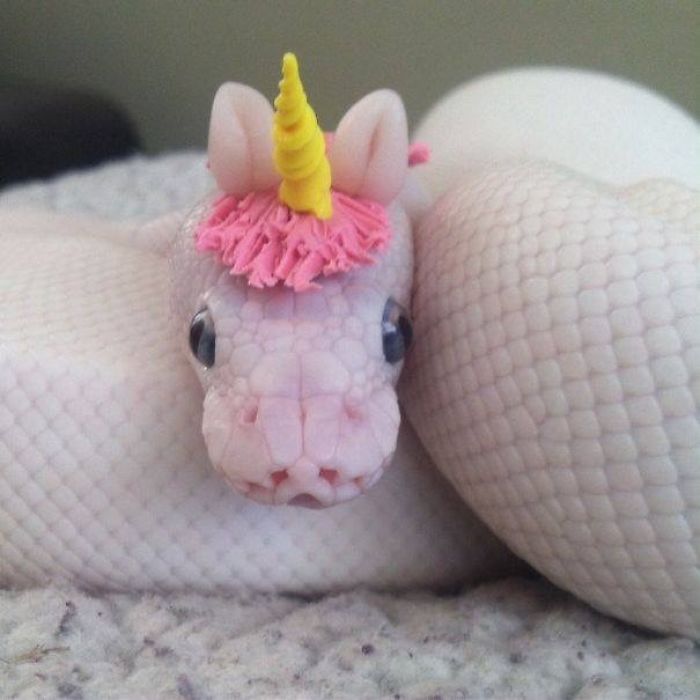 26 Adorable Snake Pics That Will Help You Conquer Your Fear