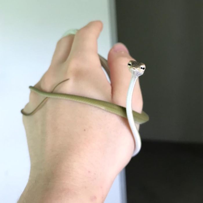 26 Adorable Snake Pics That Will Help You Conquer Your Fear