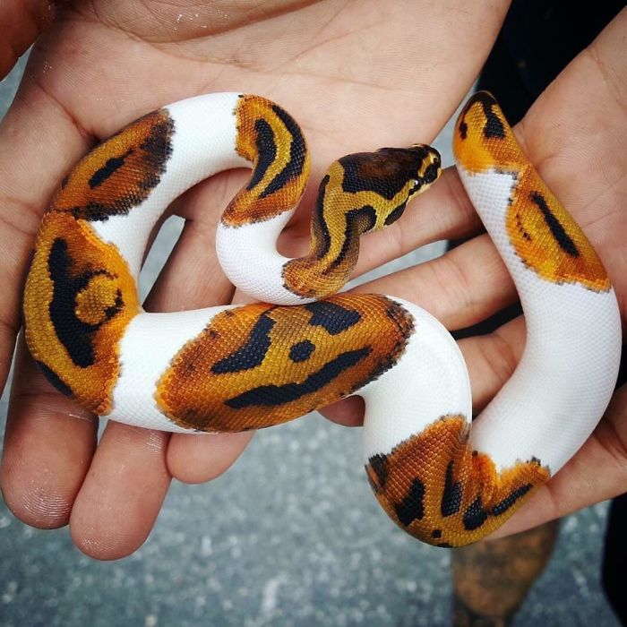 26 Adorable Snake Pics That Will Help You Conquer Your Fear