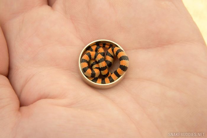 26 Adorable Snake Pics That Will Help You Conquer Your Fear