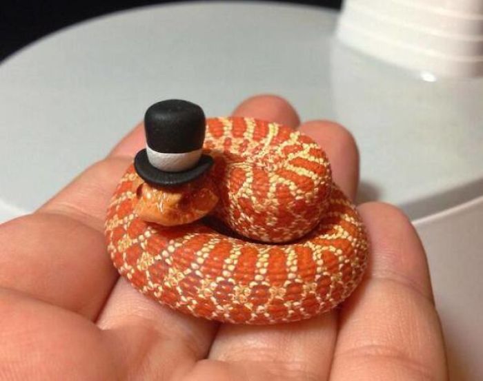 26 Adorable Snake Pics That Will Help You Conquer Your Fear