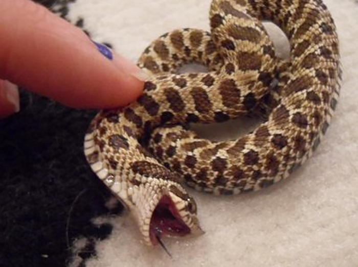 26 Adorable Snake Pics That Will Help You Conquer Your Fear