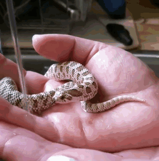 26 Adorable Snake Pics That Will Help You Conquer Your Fear