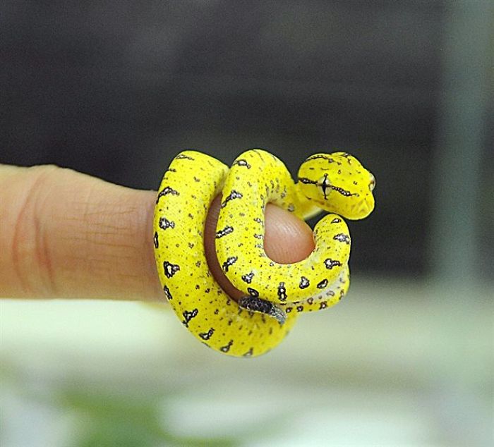 26 Adorable Snake Pics That Will Help You Conquer Your Fear