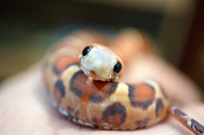 26 Adorable Snake Pics That Will Help You Conquer Your Fear