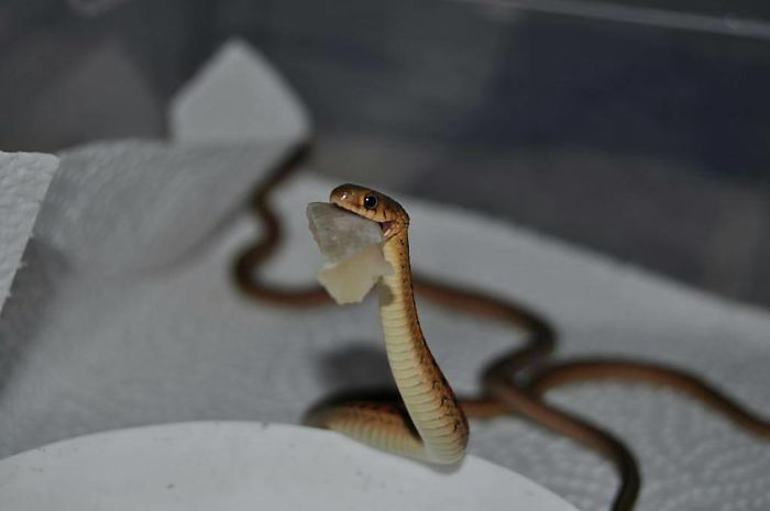 26 Adorable Snake Pics That Will Help You Conquer Your Fear
