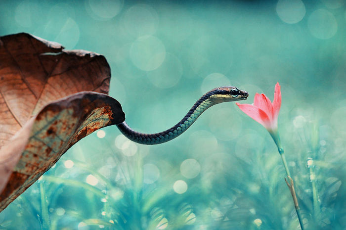 26 Adorable Snake Pics That Will Help You Conquer Your Fear
