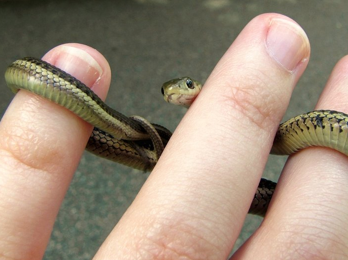 26 Adorable Snake Pics That Will Help You Conquer Your Fear