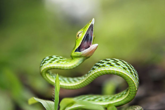 26 Adorable Snake Pics That Will Help You Conquer Your Fear