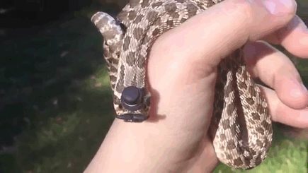 26 Adorable Snake Pics That Will Help You Conquer Your Fear