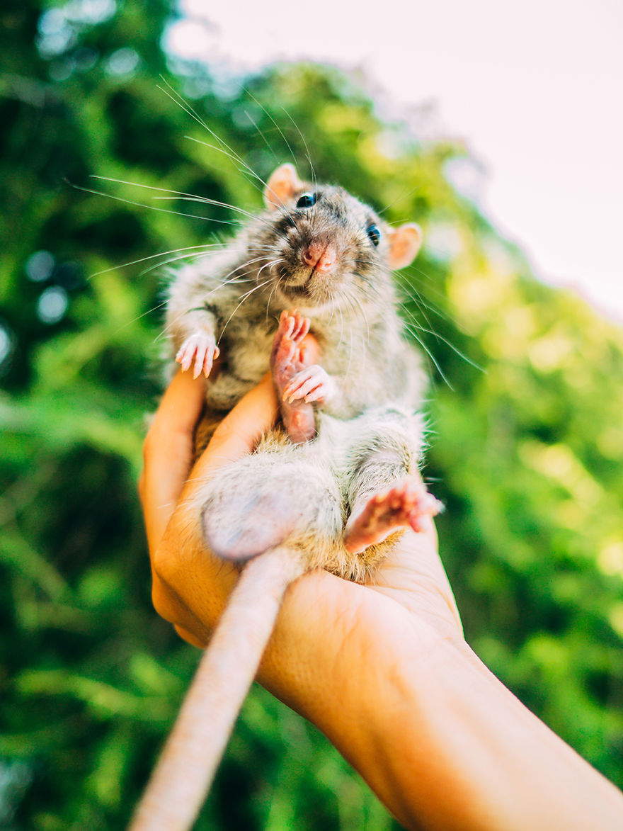 I Photographed Ex-Lab Rats And Mice Going Outdoors For The First Time, And Their Expressions Say It All I Photographed Ex-Lab Rats And Mice Going Outdoors For The First Time, And Their Expressions Say It All