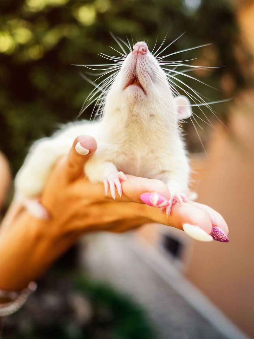 I Photographed Ex-Lab Rats And Mice Going Outdoors For The First Time, And Their Expressions Say It All I Photographed Ex-Lab Rats And Mice Going Outdoors For The First Time, And Their Expressions Say It All