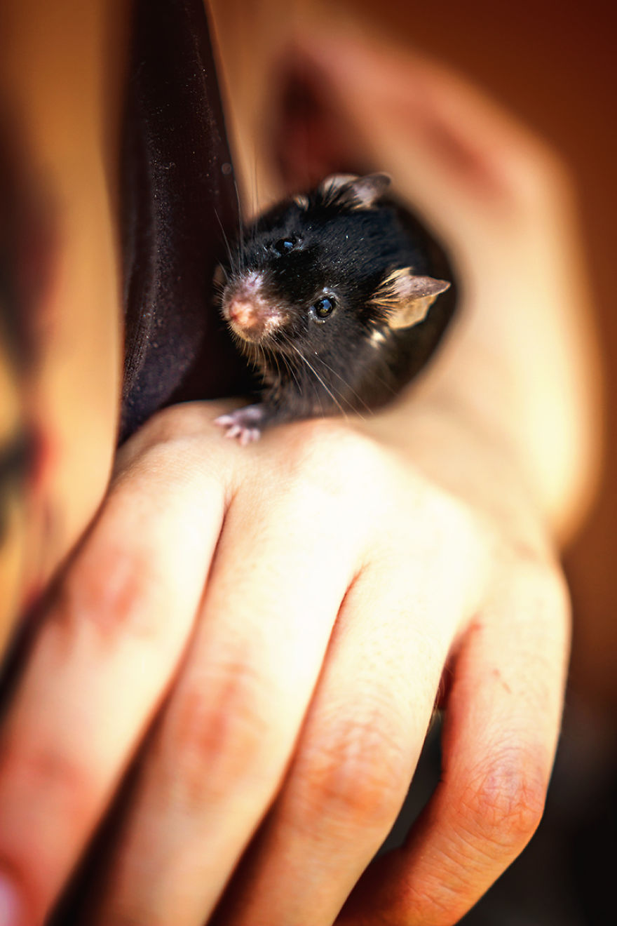 I Photographed Ex-Lab Rats And Mice Going Outdoors For The First Time, And Their Expressions Say It All I Photographed Ex-Lab Rats And Mice Going Outdoors For The First Time, And Their Expressions Say It All