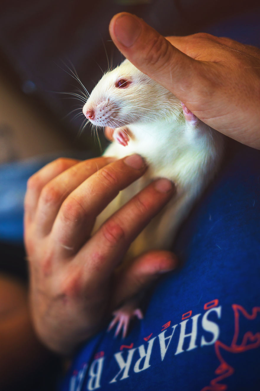 I Photographed Ex-Lab Rats And Mice Going Outdoors For The First Time, And Their Expressions Say It All I Photographed Ex-Lab Rats And Mice Going Outdoors For The First Time, And Their Expressions Say It All