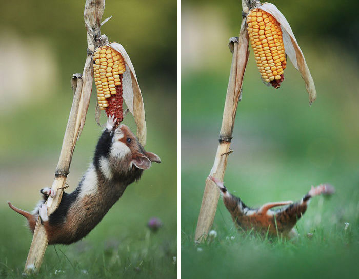 Having A Bad Day? Here’s 48 Wild Hamsters Having A Bad Day? Here’s 48 Wild Hamsters