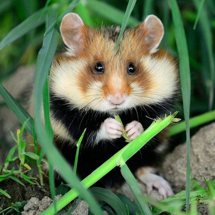 Having A Bad Day? Here’s 48 Wild Hamsters Having A Bad Day? Here’s 48 Wild Hamsters