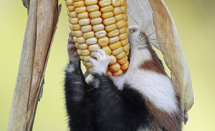 Having A Bad Day? Here’s 48 Wild Hamsters Having A Bad Day? Here’s 48 Wild Hamsters