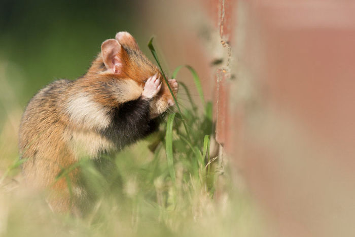 Having A Bad Day? Here’s 48 Wild Hamsters Having A Bad Day? Here’s 48 Wild Hamsters