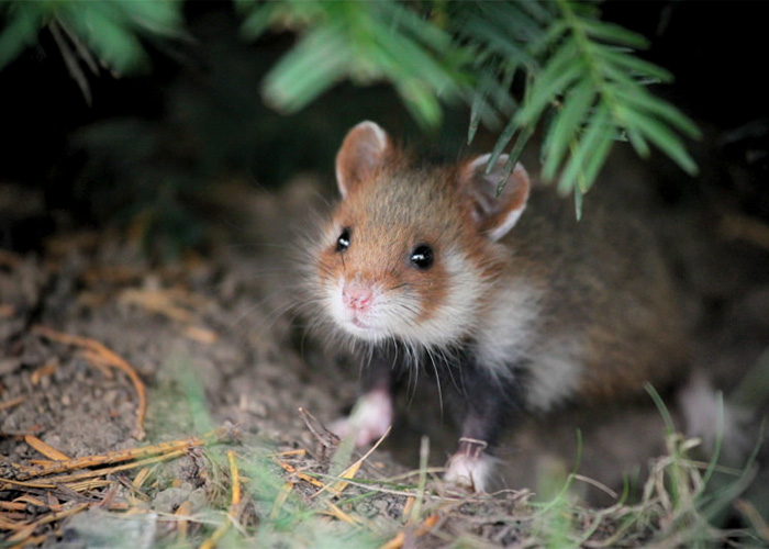 Having A Bad Day? Here’s 48 Wild Hamsters Having A Bad Day? Here’s 48 Wild Hamsters