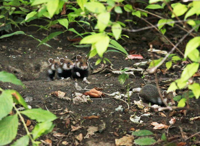 Having A Bad Day? Here’s 48 Wild Hamsters Having A Bad Day? Here’s 48 Wild Hamsters