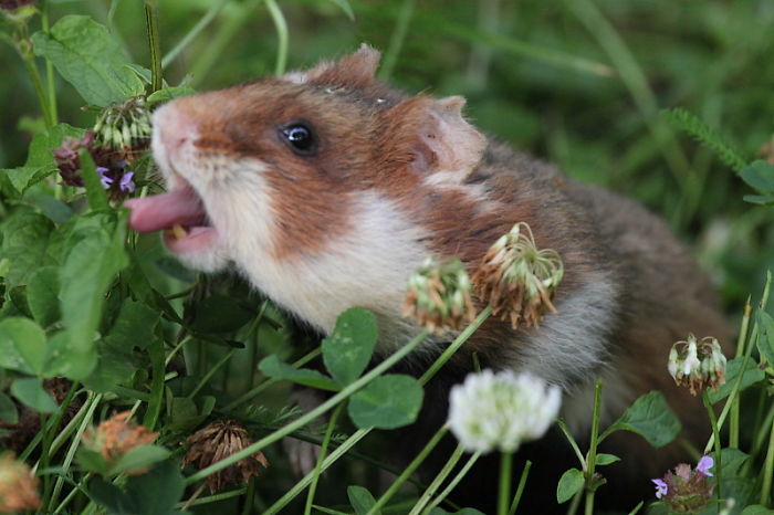 Having A Bad Day? Here’s 48 Wild Hamsters Having A Bad Day? Here’s 48 Wild Hamsters
