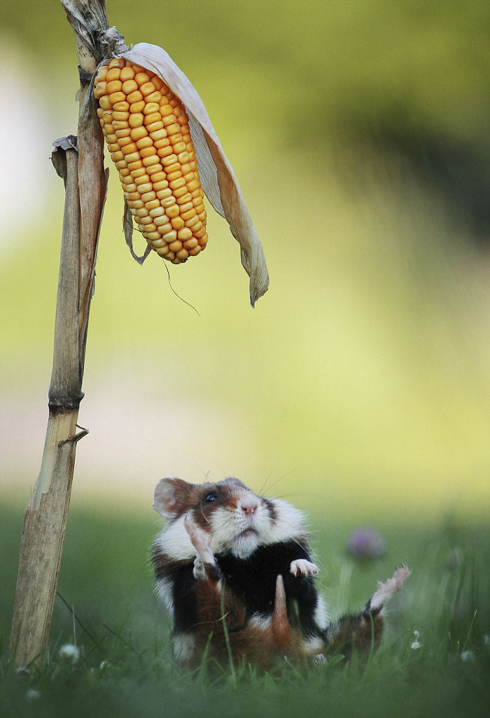 Having A Bad Day? Here’s 48 Wild Hamsters Having A Bad Day? Here’s 48 Wild Hamsters