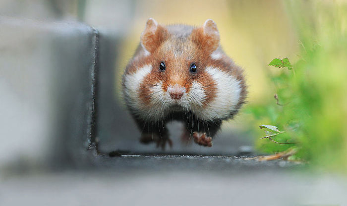 Having A Bad Day? Here’s 48 Wild Hamsters Having A Bad Day? Here’s 48 Wild Hamsters
