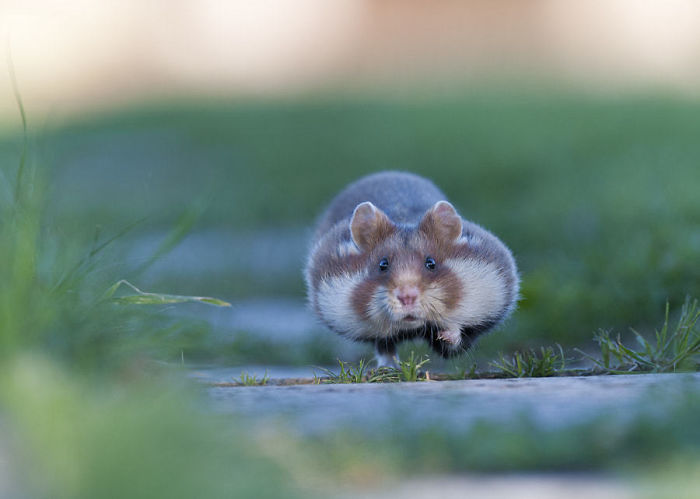 Having A Bad Day? Here’s 48 Wild Hamsters Having A Bad Day? Here’s 48 Wild Hamsters