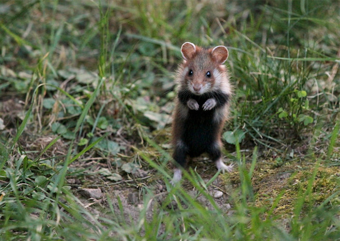Having A Bad Day? Here’s 48 Wild Hamsters Having A Bad Day? Here’s 48 Wild Hamsters