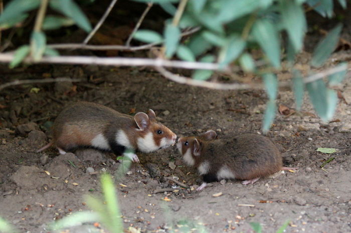Having A Bad Day? Here’s 48 Wild Hamsters Having A Bad Day? Here’s 48 Wild Hamsters