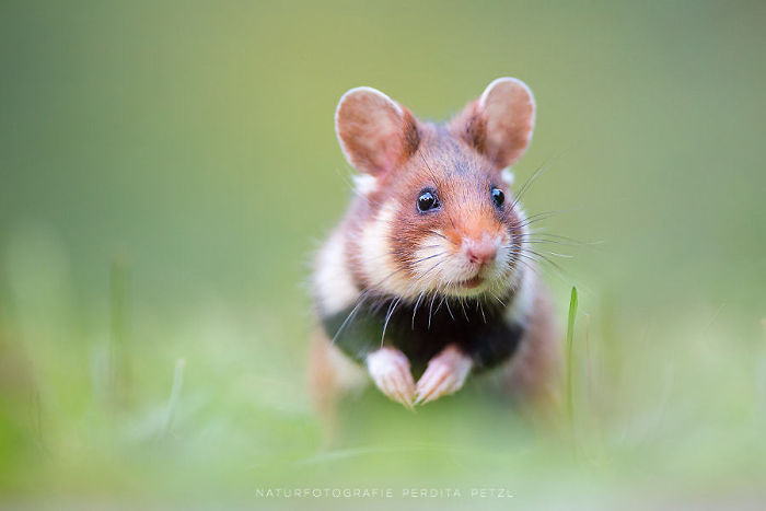 Having A Bad Day? Here’s 48 Wild Hamsters Having A Bad Day? Here’s 48 Wild Hamsters