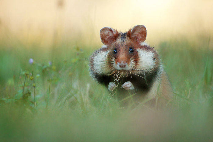 Having A Bad Day? Here’s 48 Wild Hamsters Having A Bad Day? Here’s 48 Wild Hamsters