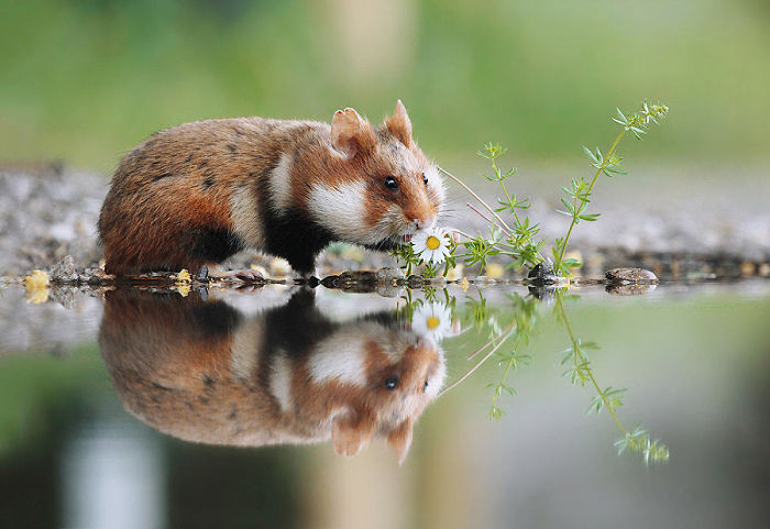 Having A Bad Day? Here’s 48 Wild Hamsters Having A Bad Day? Here’s 48 Wild Hamsters
