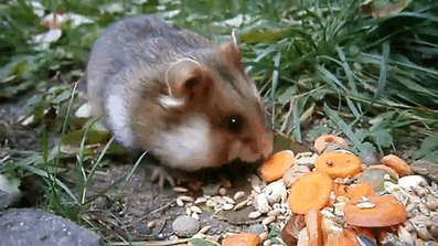 Having A Bad Day? Here’s 48 Wild Hamsters Having A Bad Day? Here’s 48 Wild Hamsters