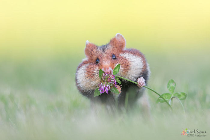 Having A Bad Day? Here’s 48 Wild Hamsters Having A Bad Day? Here’s 48 Wild Hamsters