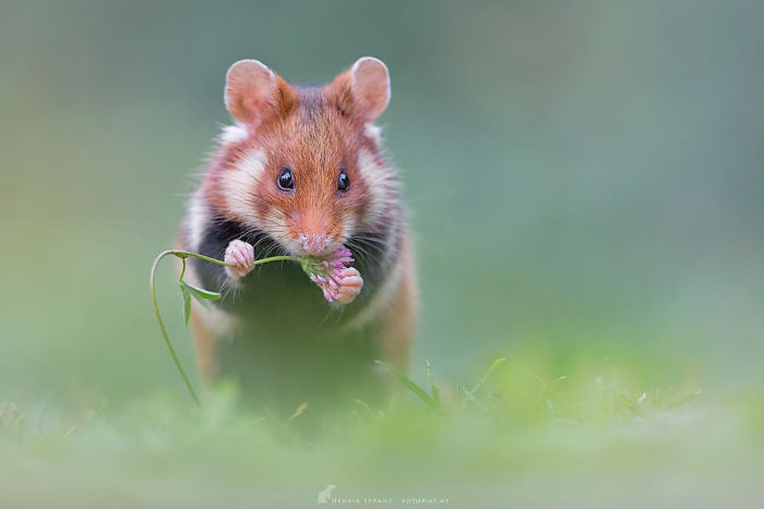 Having A Bad Day? Here’s 48 Wild Hamsters Having A Bad Day? Here’s 48 Wild Hamsters
