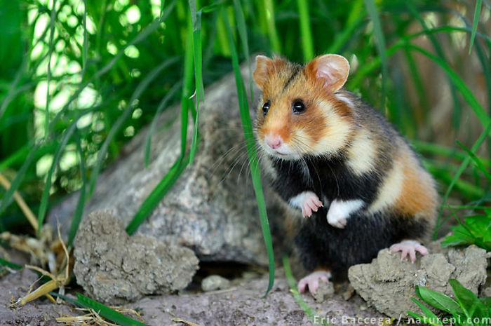 Having A Bad Day? Here’s 48 Wild Hamsters Having A Bad Day? Here’s 48 Wild Hamsters