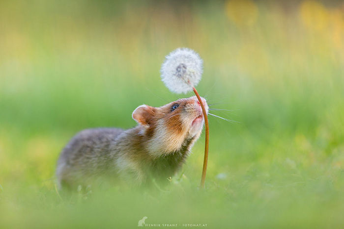 Having A Bad Day? Here’s 48 Wild Hamsters Having A Bad Day? Here’s 48 Wild Hamsters