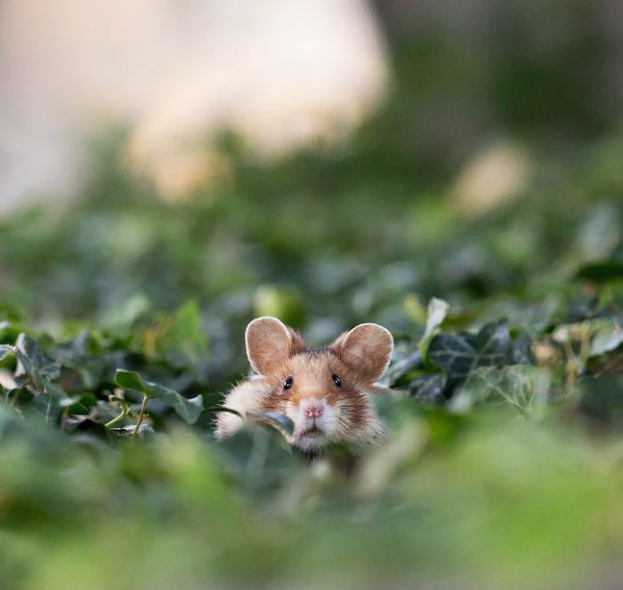 Having A Bad Day? Here’s 48 Wild Hamsters Having A Bad Day? Here’s 48 Wild Hamsters