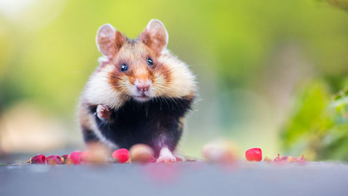 Having A Bad Day? Here’s 48 Wild Hamsters Having A Bad Day? Here’s 48 Wild Hamsters