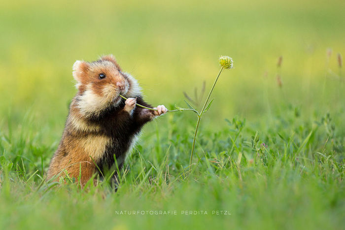 Having A Bad Day? Here’s 48 Wild Hamsters Having A Bad Day? Here’s 48 Wild Hamsters