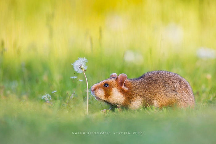 Having A Bad Day? Here’s 48 Wild Hamsters Having A Bad Day? Here’s 48 Wild Hamsters