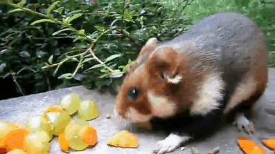 Having A Bad Day? Here’s 48 Wild Hamsters Having A Bad Day? Here’s 48 Wild Hamsters