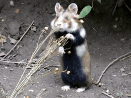 Having A Bad Day? Here’s 48 Wild Hamsters Having A Bad Day? Here’s 48 Wild Hamsters