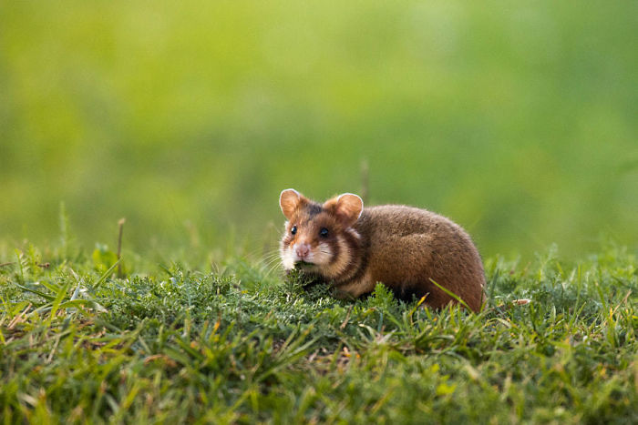 Having A Bad Day? Here’s 48 Wild Hamsters Having A Bad Day? Here’s 48 Wild Hamsters