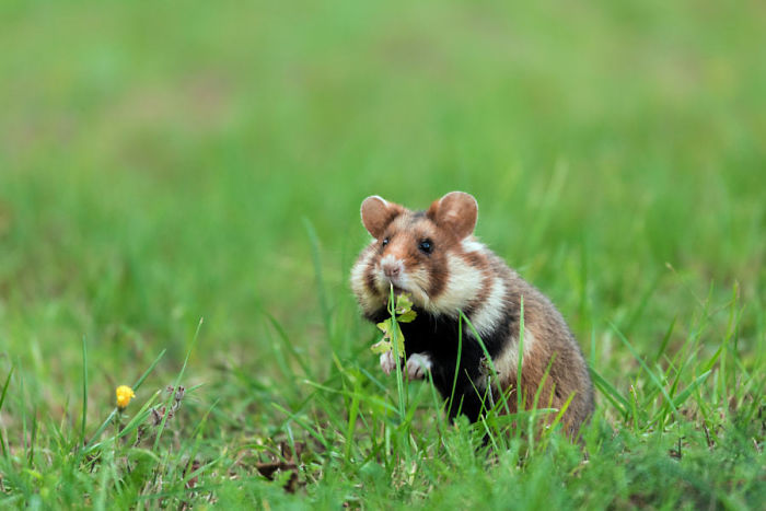 Having A Bad Day? Here’s 48 Wild Hamsters Having A Bad Day? Here’s 48 Wild Hamsters