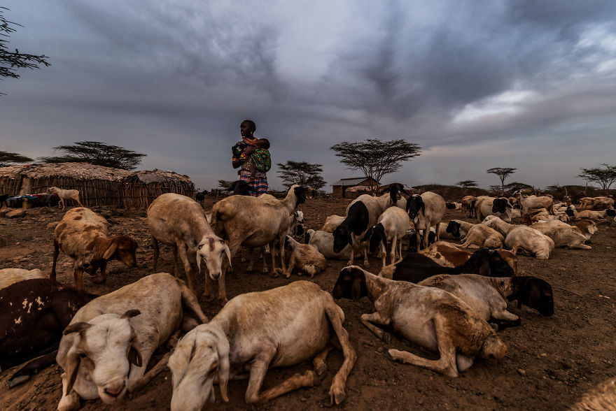 What A Veterinary Rabies Vaccination Program Looks Like In Africa What A Veterinary Rabies Vaccination Program Looks Like In Africa