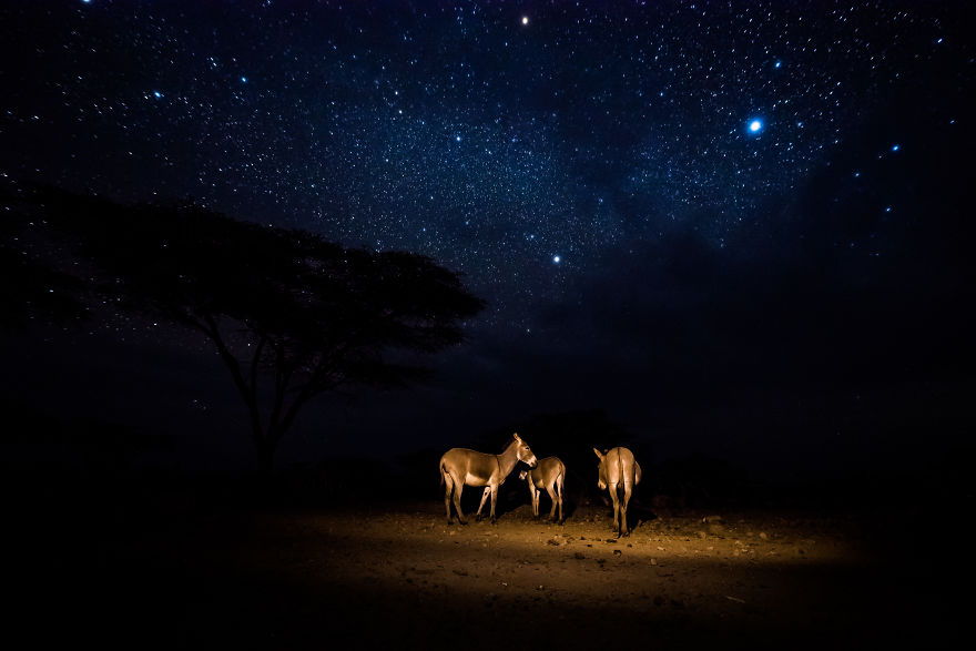 What A Veterinary Rabies Vaccination Program Looks Like In Africa What A Veterinary Rabies Vaccination Program Looks Like In Africa