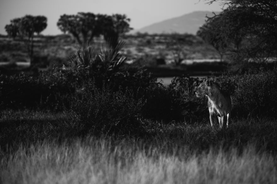 What A Veterinary Rabies Vaccination Program Looks Like In Africa What A Veterinary Rabies Vaccination Program Looks Like In Africa