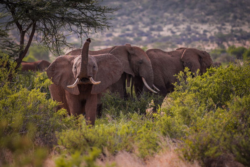 What A Veterinary Rabies Vaccination Program Looks Like In Africa What A Veterinary Rabies Vaccination Program Looks Like In Africa